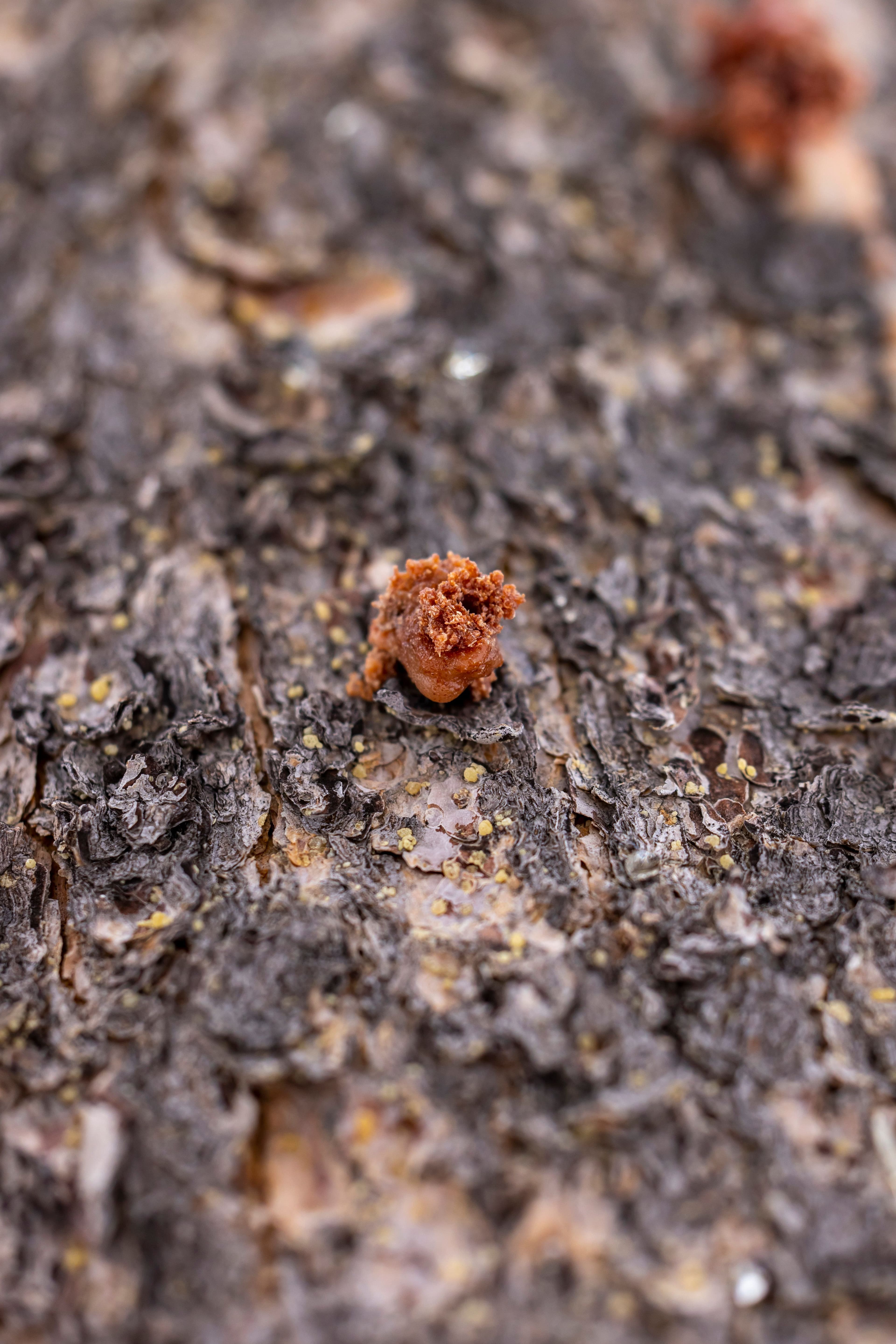 Resin tears cure in the open air for several weeks, developing aroma and hardness.