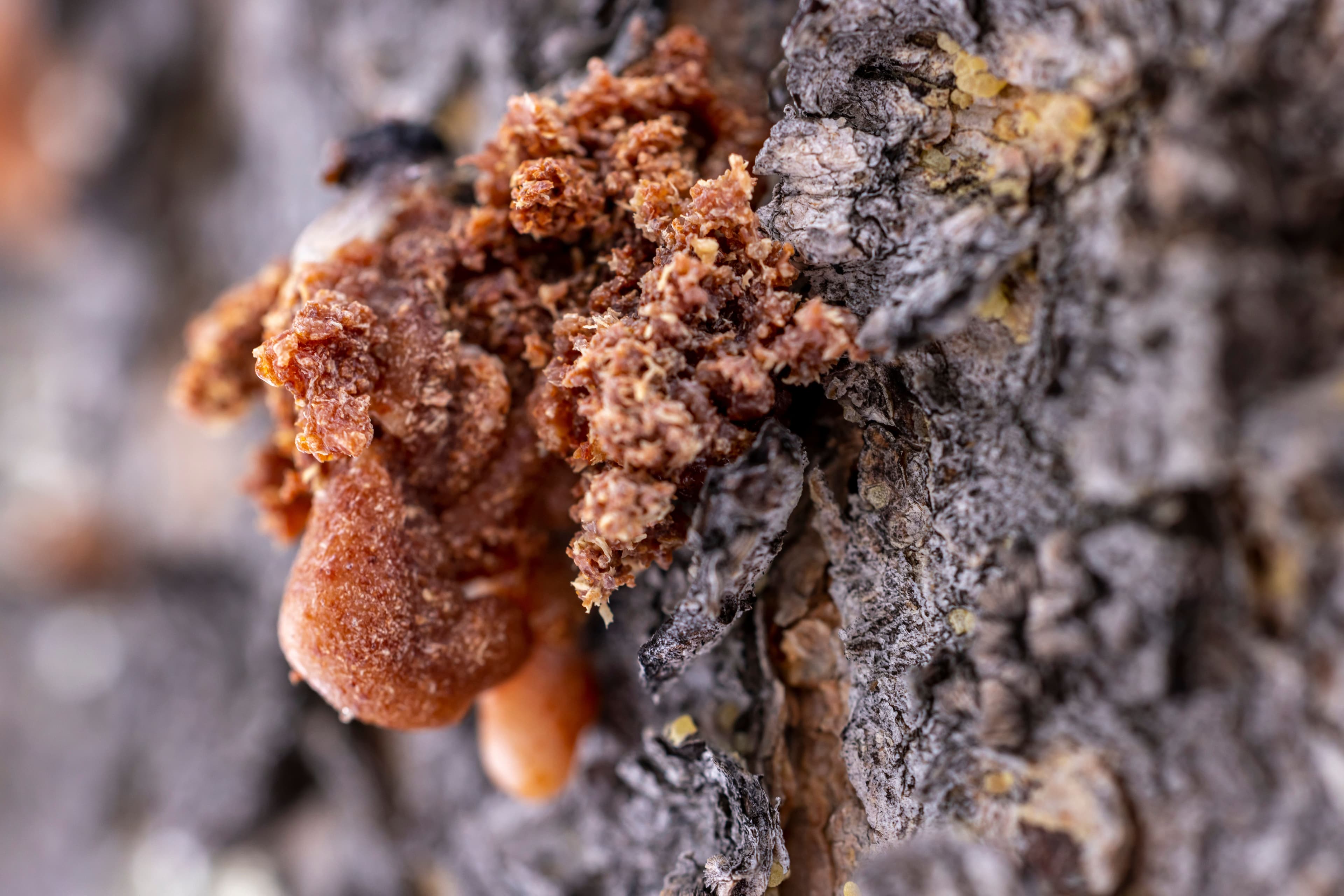 Resin forming at a fresh tapping wound on a Commiphora trunk.